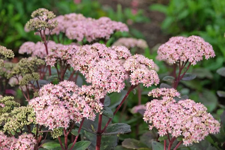 Sedum spectabilis Matrona-AdobeStock_1759705976.webp