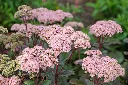 Sedum spectabilis Matrona-AdobeStock_1759705976.webp