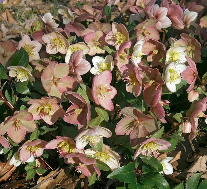 Helleborus ericsmithii-AdobeStock_370036636.webp