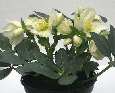 HELLEBORUS DIEGO ICE.webp