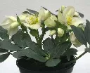 HELLEBORUS DIEGO ICE.webp