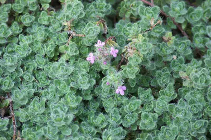 Thymus praecox Pseudolanuginosus.webp