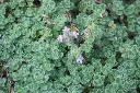 Thymus praecox Pseudolanuginosus.webp