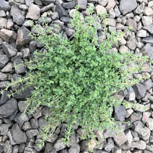 Thymus praecox Pseudolanuginosus-2.webp