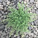 Thymus praecox Pseudolanuginosus-2.webp