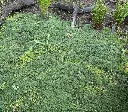 Thymus praecox Pseudolanuginosus-AdobeStock_1639926870.webp