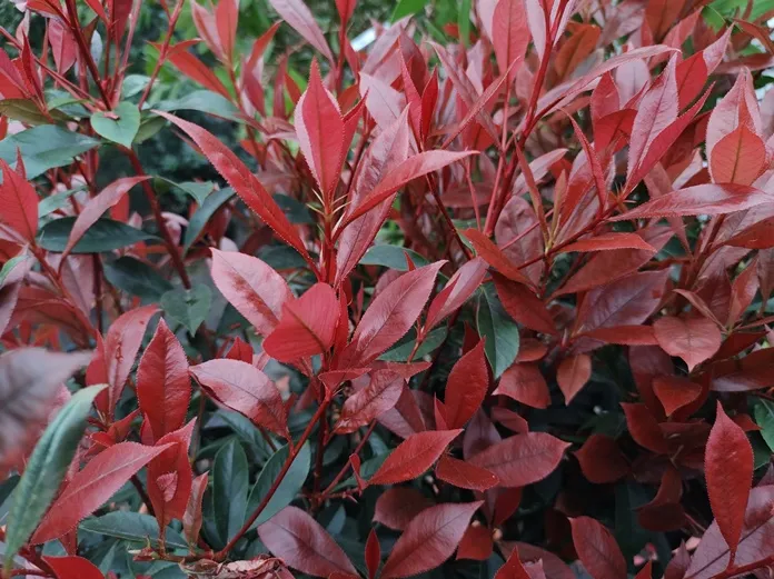 photinia-carre-rouge--AdobeStock_649303559.webp