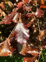 Fagus sylvatica Purpurea-1.webp