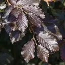 Fagus sylvatica Purpurea-3.webp