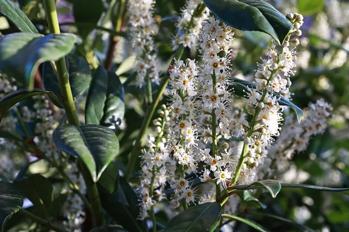 Prunus laurocerasus Caucasica-AdobeStock_801156789.webp