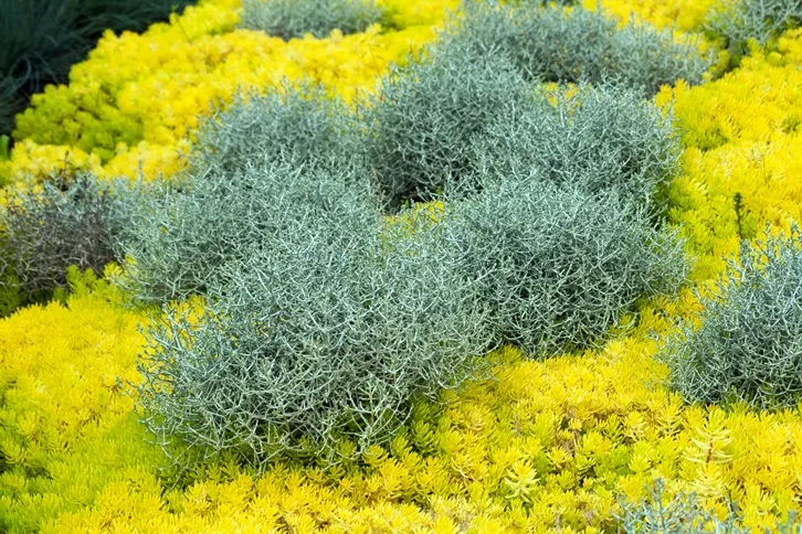 Sedum reflexum Angelina-AdobeStock_220476108.webp