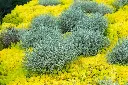 Sedum reflexum Angelina-AdobeStock_220476108.webp