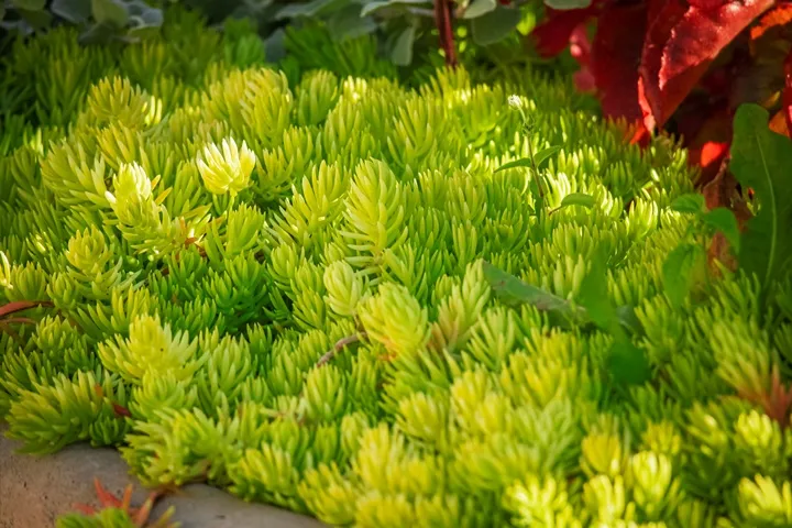 Sedum reflexum Angelina-AdobeStock_653254978.webp