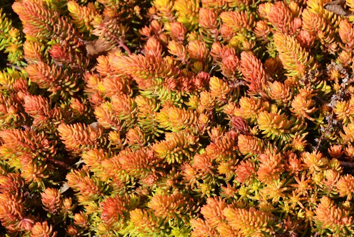 Sedum reflexum Angelina-AdobeStock_431066058.webp