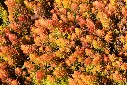 Sedum reflexum Angelina-AdobeStock_431066058.webp