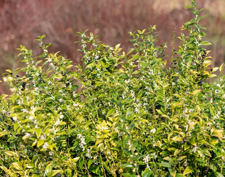 Sarcococca confusa-AdobeStock_1429507351.webp