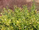 Sarcococca confusa-AdobeStock_1429507351.webp