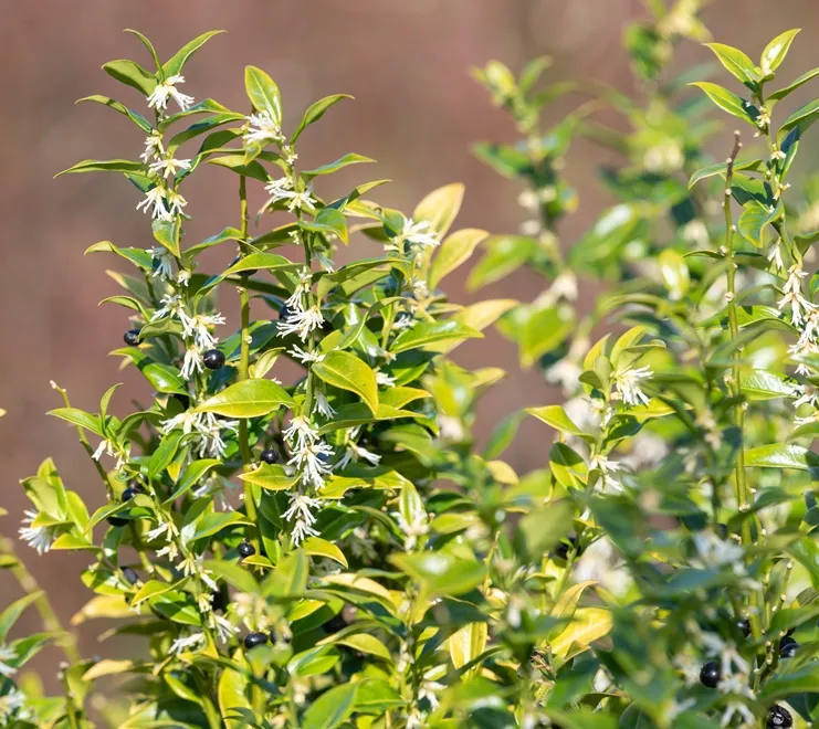Sarcococca confusa-AdobeStock_1429509189.webp