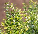 Sarcococca confusa-AdobeStock_1429509189.webp