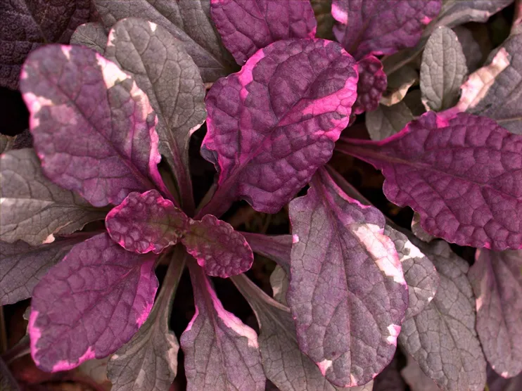 Ajuga reptans Burgundy Glow-AdobeStock_370960050.webp