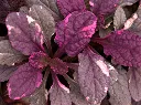 Ajuga reptans Burgundy Glow-AdobeStock_370960050.webp