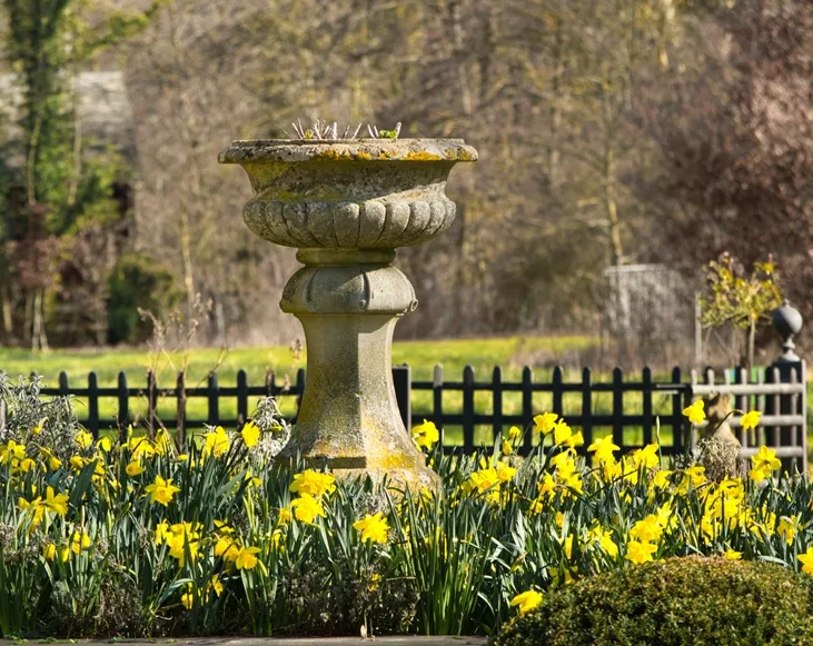 Narcisse Tete-a-Tete-AdobeStock_417080721.webp