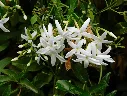 Jasminum officinalis-AdobeStock_550798907.webp
