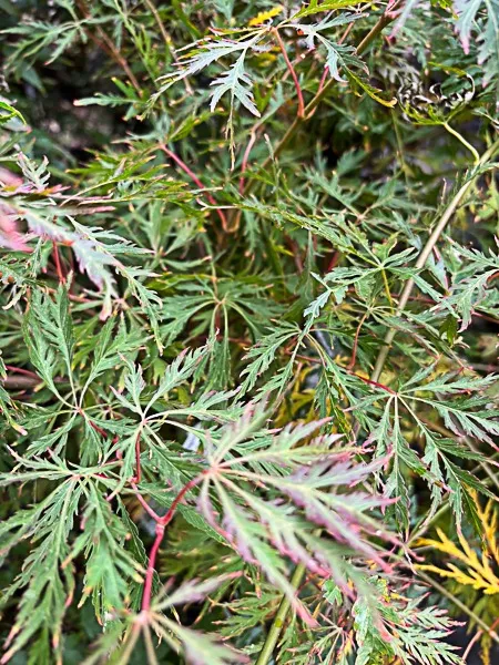 Acer × pseudosieboldianum ‘Ice Dragon’®-2.webp