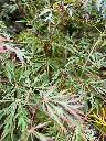 Acer × pseudosieboldianum ‘Ice Dragon’®-2.webp