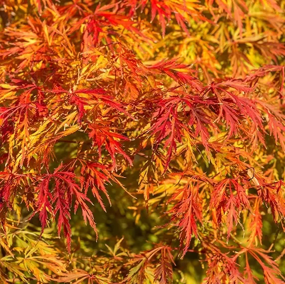 Acer × pseudosieboldianum ‘Ice Dragon’®-1.webp