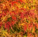 Acer × pseudosieboldianum ‘Ice Dragon’®-1.webp
