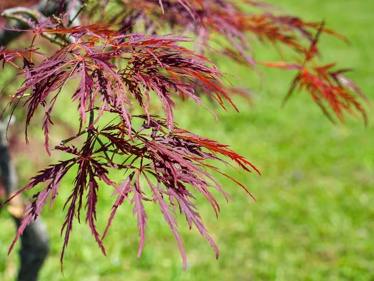Acer palmatum Inaba - Shidare -AdobeStock_506665650.webp
