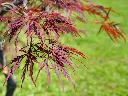 Acer palmatum Inaba - Shidare -AdobeStock_506665650.webp
