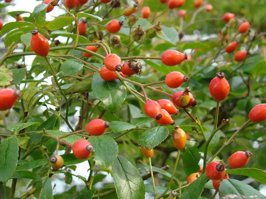 rosa-snow-star-fruits.webp