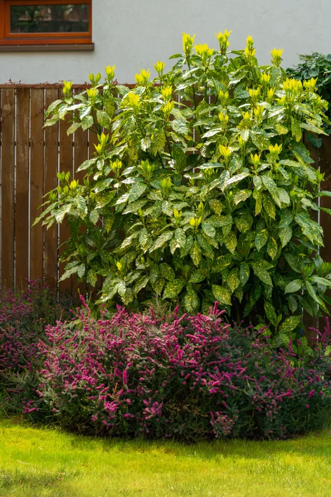 Aucuba japonica Variegata-AdobeStock_596434616.webp