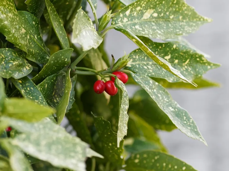 Aucuba japonica Variegata-AdobeStock_258262924.webp