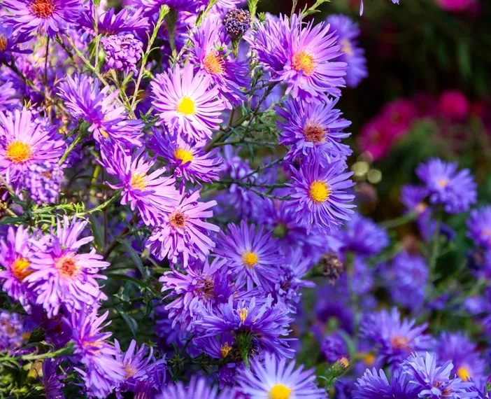Aster n-b Marie Ballard -AdobeStock_1253391754.webp