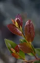 Distylium Linebacker-5.webp