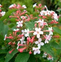 Abelia mosanensis Monia-2.webp