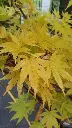 Acer Palmatum Aureum-1.webp