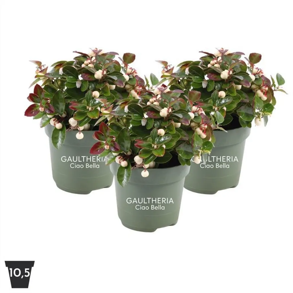 Gaultheria procumbens Cia Bella White Pot P12 cm.webp