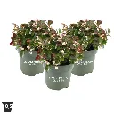Gaultheria procumbens Cia Bella White Pot P12 cm.webp