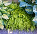 Hakonechloa macra All Gold -AdobeStock_439934530.webp