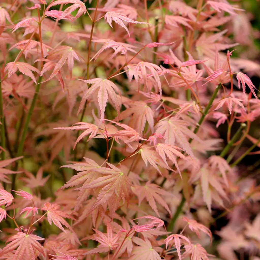 Acer Palmatum Phoenix -1.webp