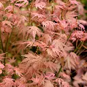 Acer Palmatum Phoenix -1.webp