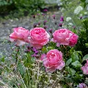 Penelope Lively-3.webp