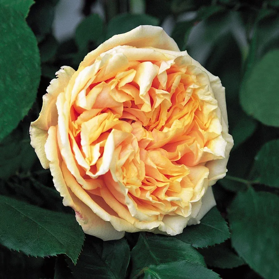 Rosier Gloire De Dijon.webp