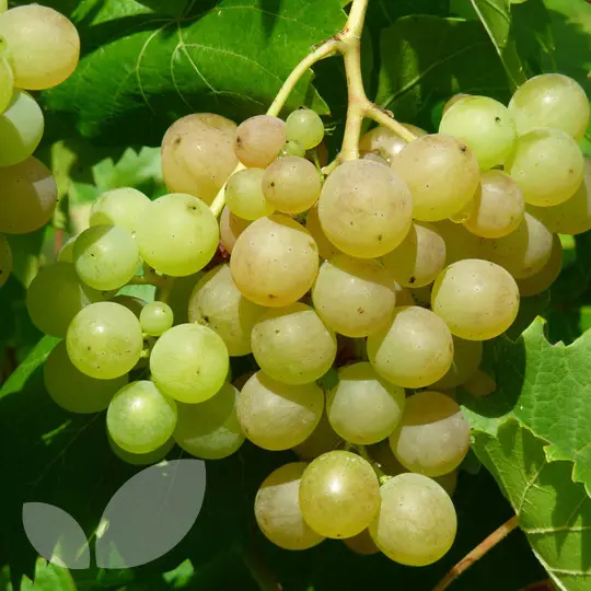 Vitis vinifera Phoenix.webp