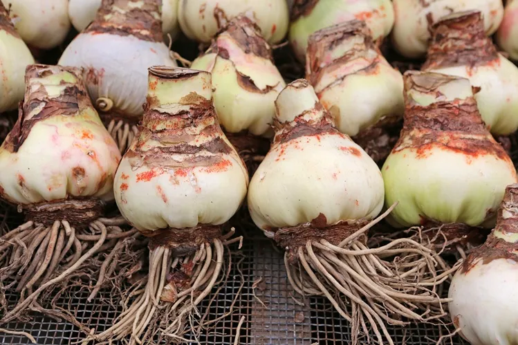 amaryllis-AdobeStock_41585993.webp