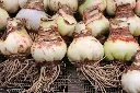 amaryllis-AdobeStock_41585993.webp